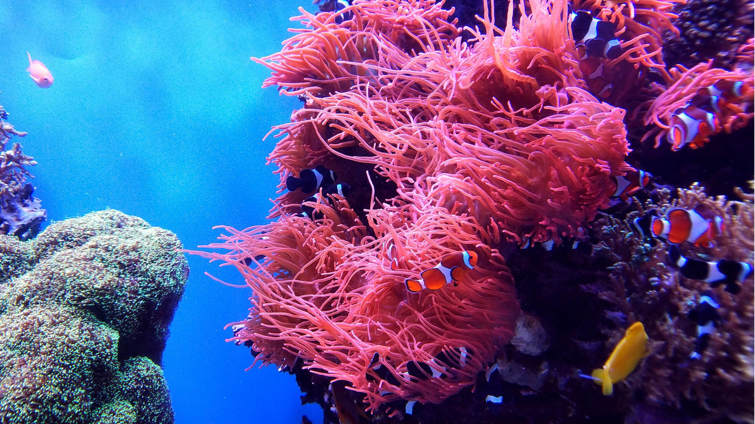 Coral reef with fish
